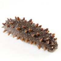 OCEAN-BASED WHOLE DRIED SEA CUCUMBER