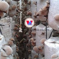 WOOD EAR MUSHROOM / CLEAN LABEL / PLANT