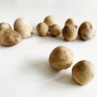 WHOLE STRAW MUSHROOMS / NO PRESERVATIVES / PLANT