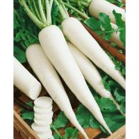 FRESH FROZEN WHITE RADISH / CLEAN LABEL