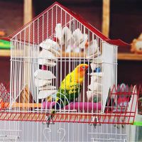 PREMIUM CUTTLEFISH SHELL / SHELL STRENGTH SUPPORT