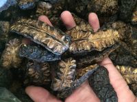 SUN-DRIED NONI FRUIT / ADDITIVE-FREE