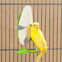 RAW CUTTLEFISH BONE / SHELL REINFORCEMENT / PURE