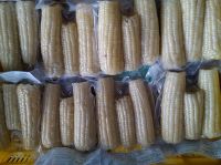 IQF SWEET CORN / PLANT ORIGIN / PURELY