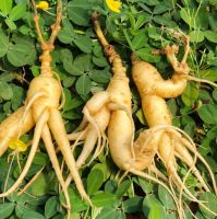 PREMIUM DANG SHEN / ADDITIVE-FREE / CLEANLY