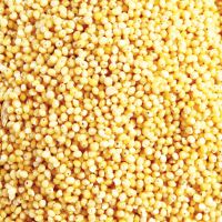 NATURAL WHOLE MILLET / CLEANLY PROCESSED / PLANT