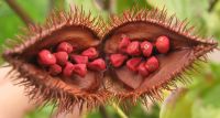 WILD ANNATTO SEEDS / HERBAL COLOR / IMMUNITY