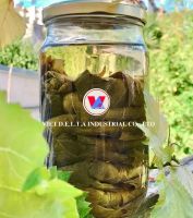 WILD GRAPE LEAVES / PROBIOTIC-FRIENDLY / VEGAN