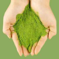 CLEAN PANDAN LEAF POWDER / IMMUNITY BOOST