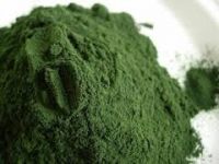 Ulva Lactuca Powder