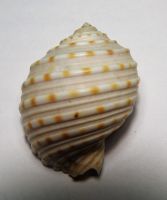 COASTAL STYLE SHELLS / CLEAN NATURAL LOOK