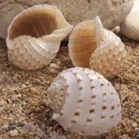 PURE SEA SHELL DECOR / SPOTTED TUN