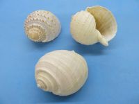 SPOTTED TUN SHELL / NATURE SOURCED CRAFT