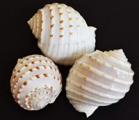NATURAL TUN SHELL DECOR / HANDPICKED AND