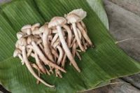 PLANTMOR TERMITE FUNGUS BLEND