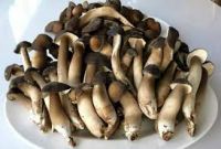 GREENCAP NATURAL MUSHROOM