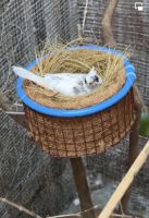 HERBAL COCONUT FIBER CUP FOR HEALTH