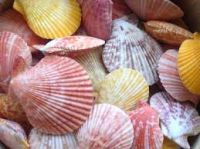 PURE BOTANICAL SHELLS FOR WELLNESS SUPPORT