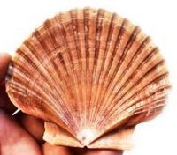 PLANT-DERIVED SHELL LEAVES &Atilde;&cent