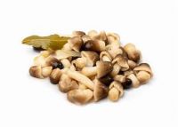 WILD-GROWN SALTED MUSHROOM / PLANT-BASED