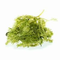 WILD-HARVESTED GRAPE SEAWEED / SEA VEGETABLE