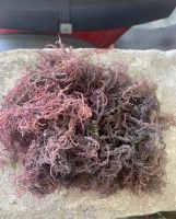ORGANIC DRIED SEA MOSS / CLEANLY PROCESSED