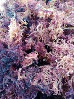 PREMIUM DRIED SEA VEGETABLE / IMMUNE BOOST