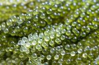 CLEAN LABEL SEA GRAPES WITH NATURAL