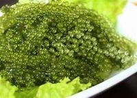 FRESH TASTE SEA GRAPES WITH BOTANICAL