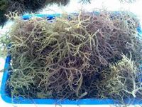 NATURAL RED SEAWEED COTTONII FOR ORGANIC