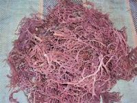 PREMIUM COTTONII SEAWEED FOR VEGAN FRIENDLY