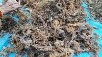 PURE COTTONII SEAWEED FOR CLEAN LABEL