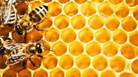 UNPROCESSED HONEY COMB FOR IMMUNE SYSTEM
