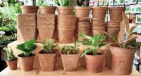 CLEAN LABEL COIR FIBER PLANT POT