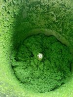 FROZEN CASSAVA LEAVES / CLEAN LABEL / PLANT