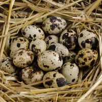 BULK CANNED QUAIL EGGS FOR SUPERMARKETS