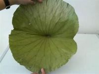 IMMUNE SUPPORTING DRIED LOTUS LEAF PURE