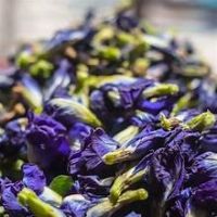 IMMUNE SUPPORTING DRIED PEA FLOWER PURE