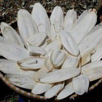 CUTTLEFISH BONE POWDER FROM VIETNAM / SUSTAINABLE
