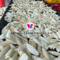 WILD HARVESTED OCEAN CUTTLEFISH BONE NATURAL