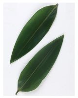 SUSTAINABLY SOURCED NATURAL BAMBOO LEAVES