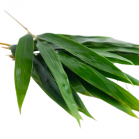 ECO PURE BAMBOO LEAVES FOR WRAPPING