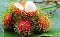 HEALTHY CANNED RAMBUTAN NATURAL TASTE GOODNESS