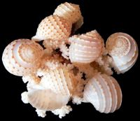 SEA SHELL DECOR SPOTTED TUN / HAND