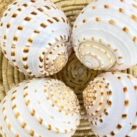 SPOTTED TUN SHELLS FOR INTERIOR DESIGN