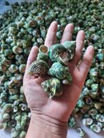 SPOTTED TUN SHELLS WHOLESALE / ECO-FRIENDLY