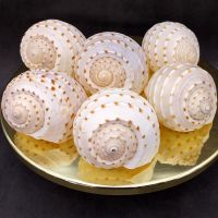 SPOTTED TUN SHELLS FOR HOME DECOR