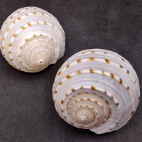 NATURAL SPOTTED TUN SHELLS / POLISHED SURFACE