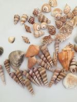 NATURAL SEA SHELLS BATILLARIA ZONALIS / CRAFTING