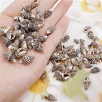 SEA SHELLS BATILLARIA ZONALIS / NATURAL COLOR